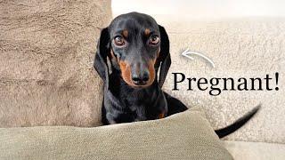 Big news! Coco Mini Dachshund is pregnant!