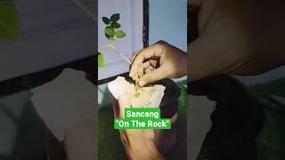 Bonsai On The Rock Part 1 #minibonsai #mame #bonsai #sancangbonsai #sancang #shortvideo #shorts #fyp