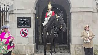 Can i stroke the horse no day 2 white lines #royalhorseguard