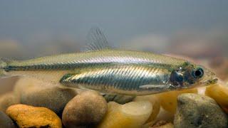 Hypomesus nipponensis (вакасаги, Японская корюшка)