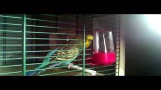 Пение самца волнистого попугая [HD]