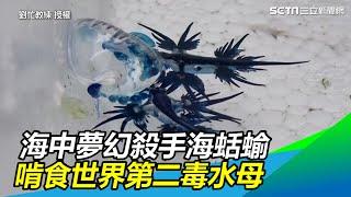 海中夢幻殺手海蛞蝓美如青花瓷　啃食世界第二毒水母畫面曝｜三立新聞網 SETN.com