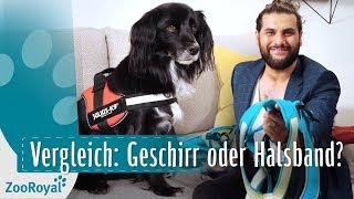 Vergleich: Geschirr & Halsbandtypen | Rund um den Hund mit Masih Samin | ZooRoyal