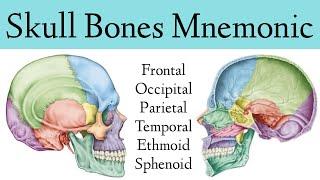 Skull Bone & Suture Mnemonic/Trick [Cranial Bone Anatomy Animation]