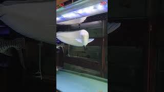 Biggest Albino Arowana Fish