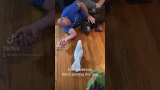 Cockatoo talks/plays/sings & cries when Dad pets dog subtitles Talking cockatoo