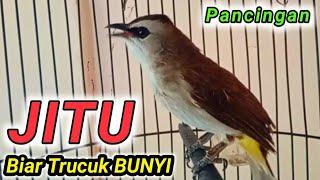 Pancingan BURUNG TRUCUK biar RAJIN BUNYI GACOR