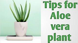 Aloe Vera plant care in Winter | Tips for Aloe vera plant #gardening #aloevera