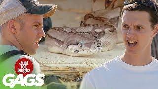 Scariest Snake Pranks - Best of Just For Laughs Gags