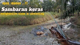 SPOT BARU HASILNYA TIDAK TERDUGA !! MANCING MEMAIR NGGETEK IKAN GABUS BABON