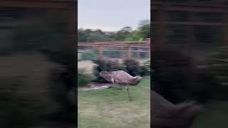 Hank the Emu running like a crazy bird!!  Why Hank, why ...