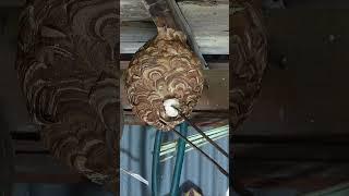 Hornet nest removal