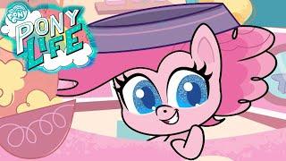 My Little Pony en français NOUVELLE SÉRIE: PONEY LIFE  Tout pour la télé | Épisode complet MLP