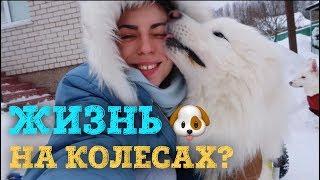 Псяшкин дом! Жизнь наших собак "на колесах".