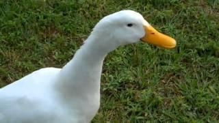 Curious Quackers - Duck Sounds