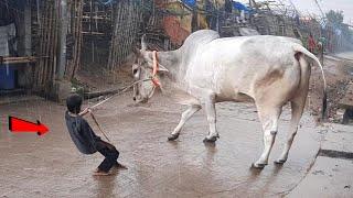 Gabtoli Cow New Collection 2021 |  Small Boy vs Very Dangerous Bulls From Bangladesh |  Therajushow