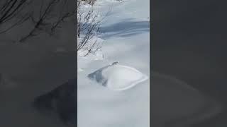 A Long-Tailed Weasel Hunting in the Snow