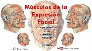 Anatomía - Músculos de la Expersión Facial (Origen, Inserción, Acción, Inervación)