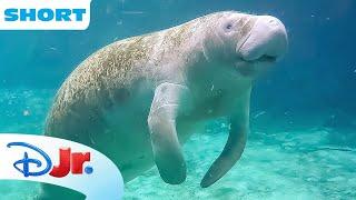 Disney Animals - Manatees | Under the Sea with Ariel | The Little Mermaid ‍️ | @disneyjr