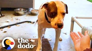 Stray Dog Too Scared To Come Inside The House | The Dodo