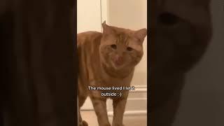 Paws and Giggles: Funny cat videos #8 CatComedy #FelineFunnies #MeowLaughs #HilariousKitties