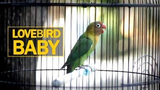 Pancingan Lovebird Baby Belajar Ngekek | AAHOBI MANIA