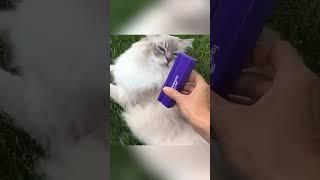 #shorts Best Cat Deshedding Tool: The EquiGroomer Grooming Tool