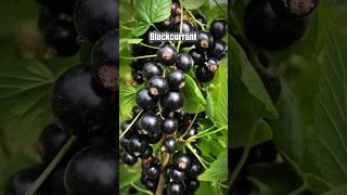 Cobain Blackcurrant Buah Legendaris Dalam Citarasa #buah #blackcurrant #shorts