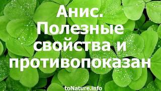 Анис  Полезные свойства и противопоказания