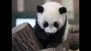 Panda Cub Mewing | Звук малыша Панды