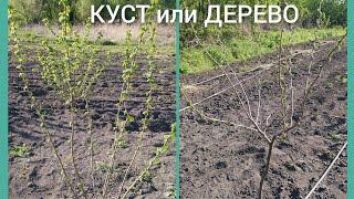 Фундук. Куст или дерево. Плюсы и минусы. Формировка кустом и деревом.