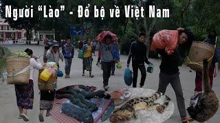 CHỢ PHIÊN BẤT ỔN | NGƯỜI DÂN NƯỚC LÀO BỖNG NHIÊN ÙN ÙN KÉO NHAU SANG VIỆT NAM BÁN ĐỘNG VẬT QUÝ HIẾM