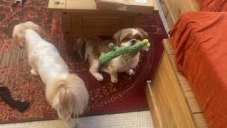 Shih tzu playing