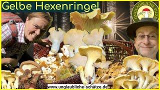 Pfifferlinge in Hexenringen! Pilze suchen im Juni 2024