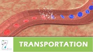 TRANSPORTATION IN HUMANS