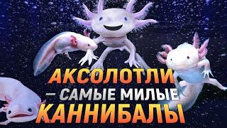 Аксолотли — самые милые каннибалы | DeeaFilm