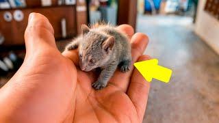 Man Thought He Found a Kitten With Strange Eyes, But The Truth Shocked Him!