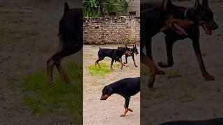 #dogdobermen power  #dog #doberman #rotwieler #doglover #germanshepherd #rotter #dogowner #pets #ro