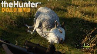 My First Albino Bison! The Hunter Call Of The Wild Ep3