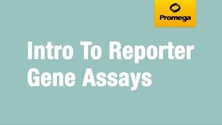 Introduction to Reporter Gene Assays