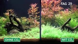 Pflanzenaquarium mit und ohne CO2 im Zeitraffer