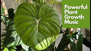 Powerful Plant Growth Music to Stimulate Growth and Happiness | Sounds for Thriving Plants