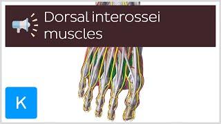 Dorsal interossei muscles | Anatomical Terms Pronunciation by Kenhub