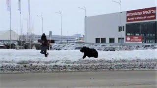 В Нижневартовске медведь напал на человека