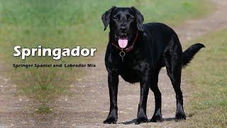 9 Awesome Things You Should Know About  Springador | Springer Spaniel and a Labrador Retriever Mix