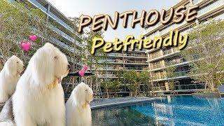 Penthouse Virtual Tour EP.10 - Pet Friendly Penthouse at Onnut | Park Court Sukhumvit 77