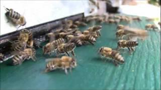 Abeilles battant le rappel