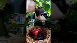 Mother feeding beautiful baby birds nest||Musa plus am||
