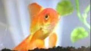 Importance of learning a second language Goldfish v. Kitty