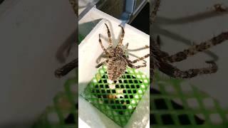 Feeding my Pet Spider: Neoscona vigilans. Gagambang Tigre